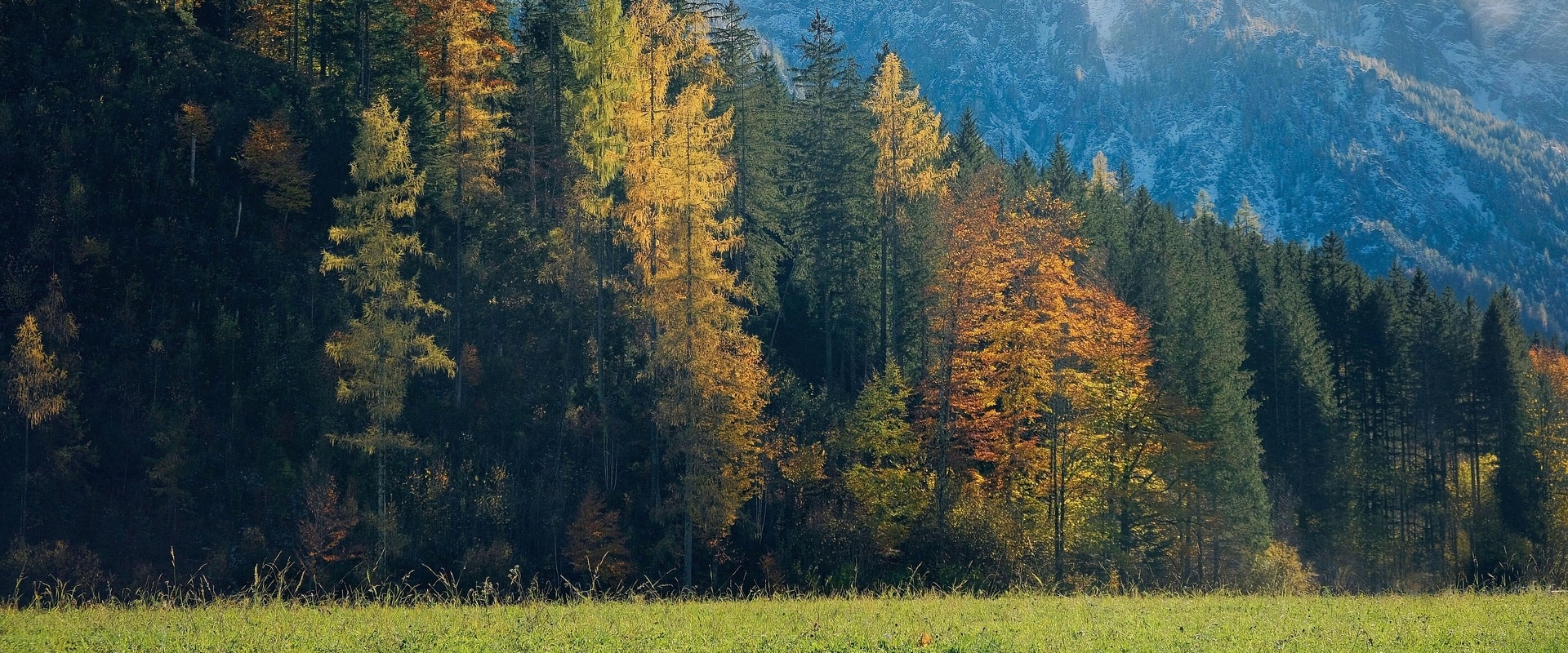 Enhance Your Home with Tree Maintenance in Boone County