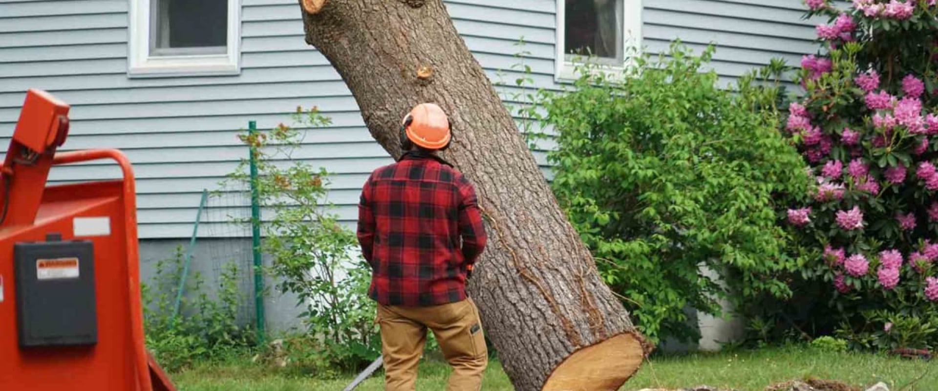 Why Is Tree Service Essential For Home Renovation In Scottsdale, AZ