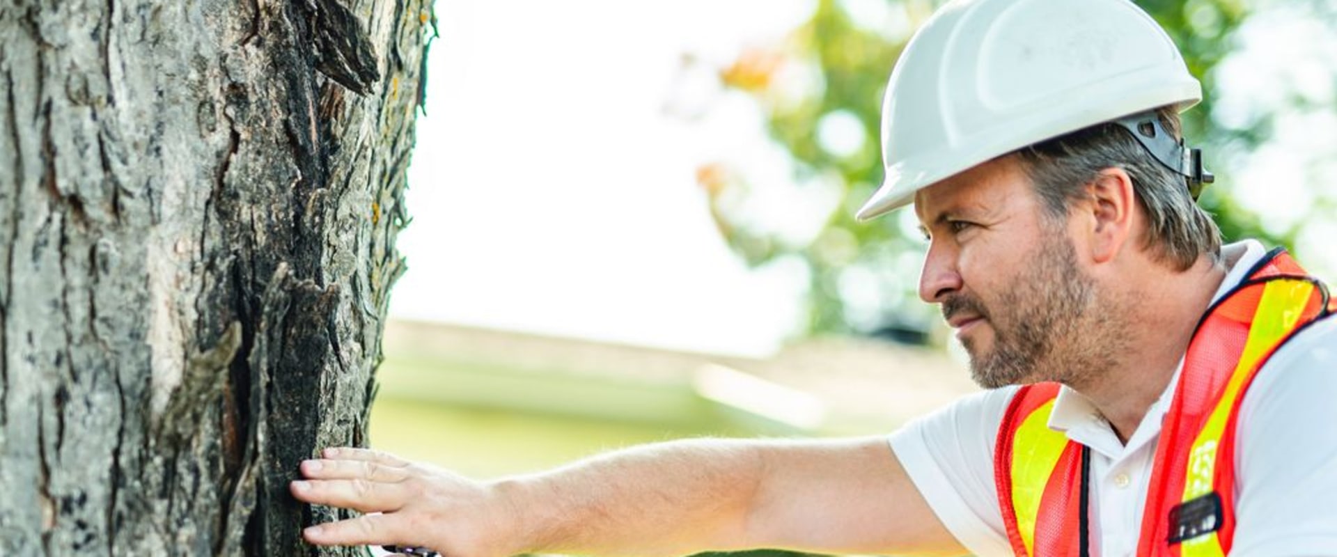 Protecting Trees During Home Renovations in Norfolk