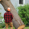 Why Is Tree Service Essential For Home Renovation In Scottsdale, AZ