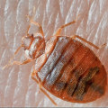 Professional Bed Bug Exterminator: A Must-Have For Brooklyn, NY Home Renovations