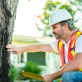 Protecting Trees During Home Renovations in Norfolk
