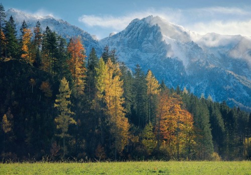 Enhance Your Home with Tree Maintenance in Boone County