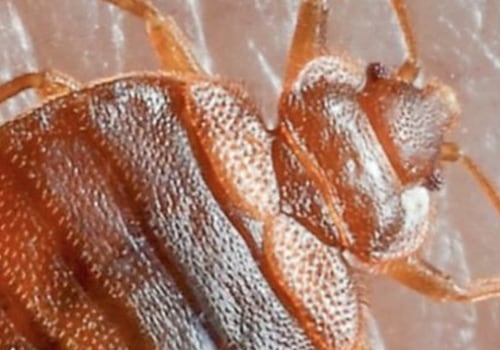 Professional Bed Bug Exterminator: A Must-Have For Brooklyn, NY Home Renovations
