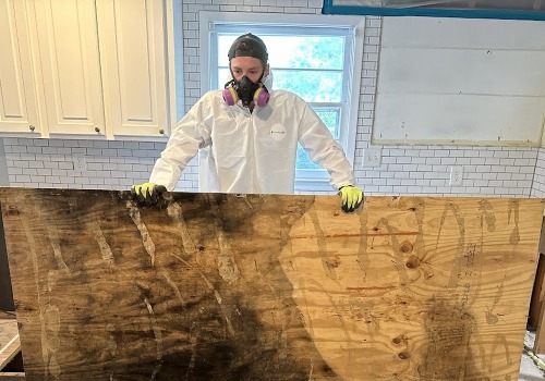 From Infested To Immaculate: Pest Control Essentials For Folly Beach Home Renovations